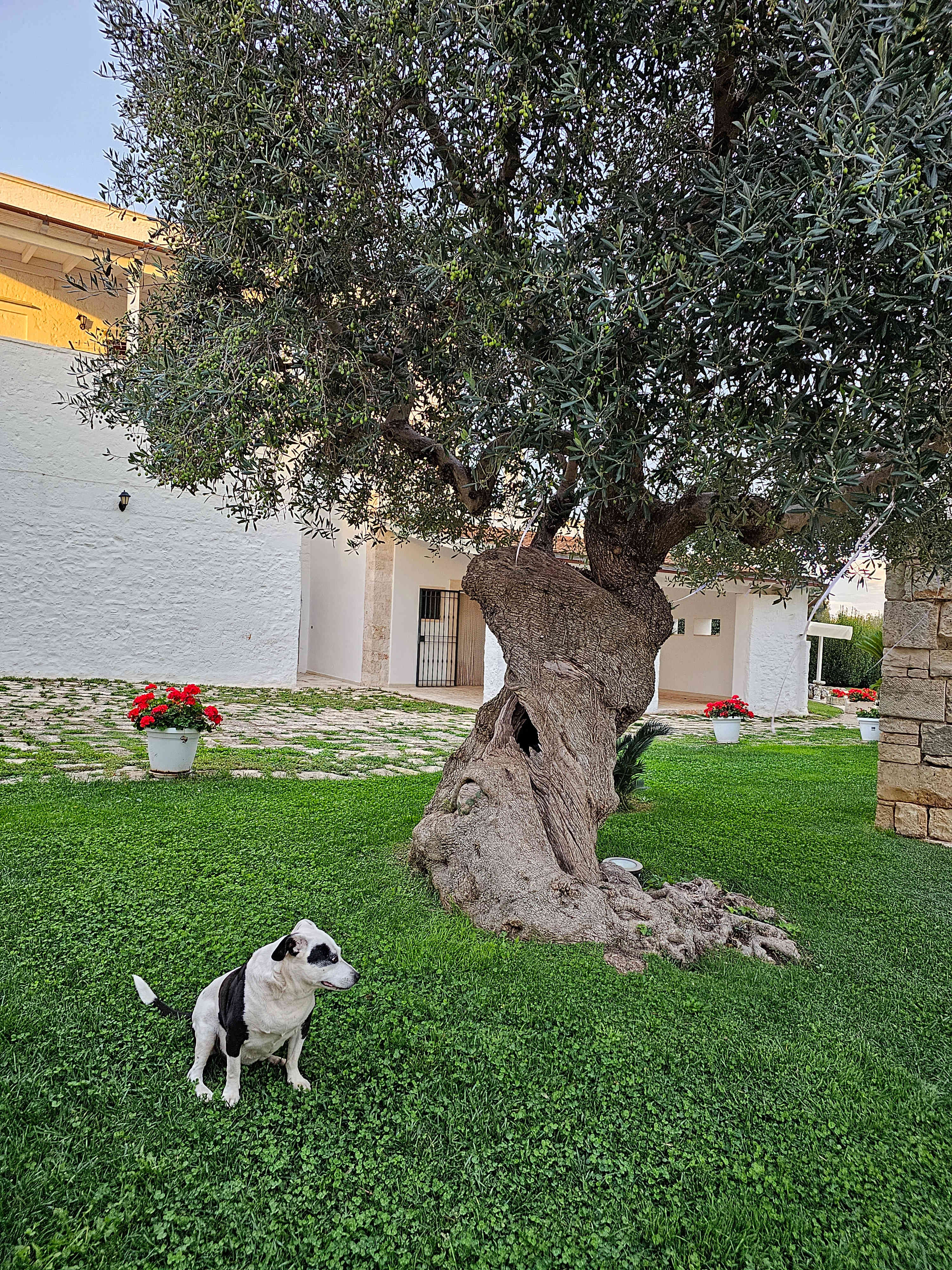 Alberobello